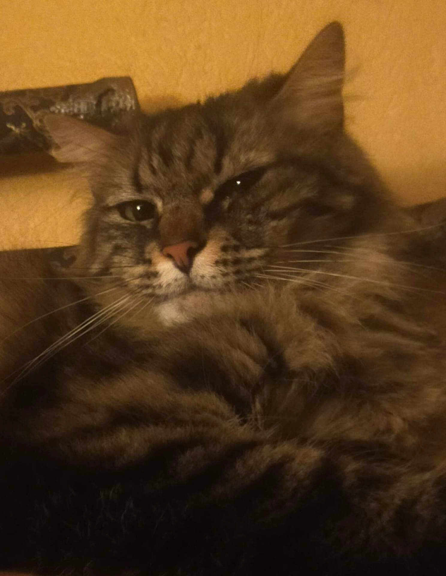 Harald
