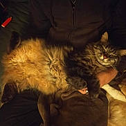 Harald participe au concours pour gagner de l'argent avec cette photo : cat, tabby, fluffy, pet, animal, sleeping, cozy, blanket, lap, person, indoor, furry, relaxed, domestic, cute, fur, resting, hand, comfort, warm
