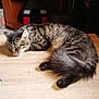 cat, tabby_cat, sleeping, fur, pet, animal, indoors, wooden_surface, cozy, resting, feline, domestic_cat, collar, quiet, relaxed, cute, household, mammal, whiskers, tail