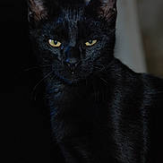 Ninja participe au concours pour gagner de l'argent avec cette photo : black_cat, cat, animal, pet, feline, yellow_eyes, whiskers, dark_background, portrait, close_up, mysterious, intense_gaze, fur, nocturnal, indoor, quiet, alone, black_fur, alert, night