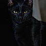 black_cat, cat, animal, pet, feline, yellow_eyes, whiskers, dark_background, portrait, close_up, mysterious, intense_gaze, fur, nocturnal, indoor, quiet, alone, black_fur, alert, night