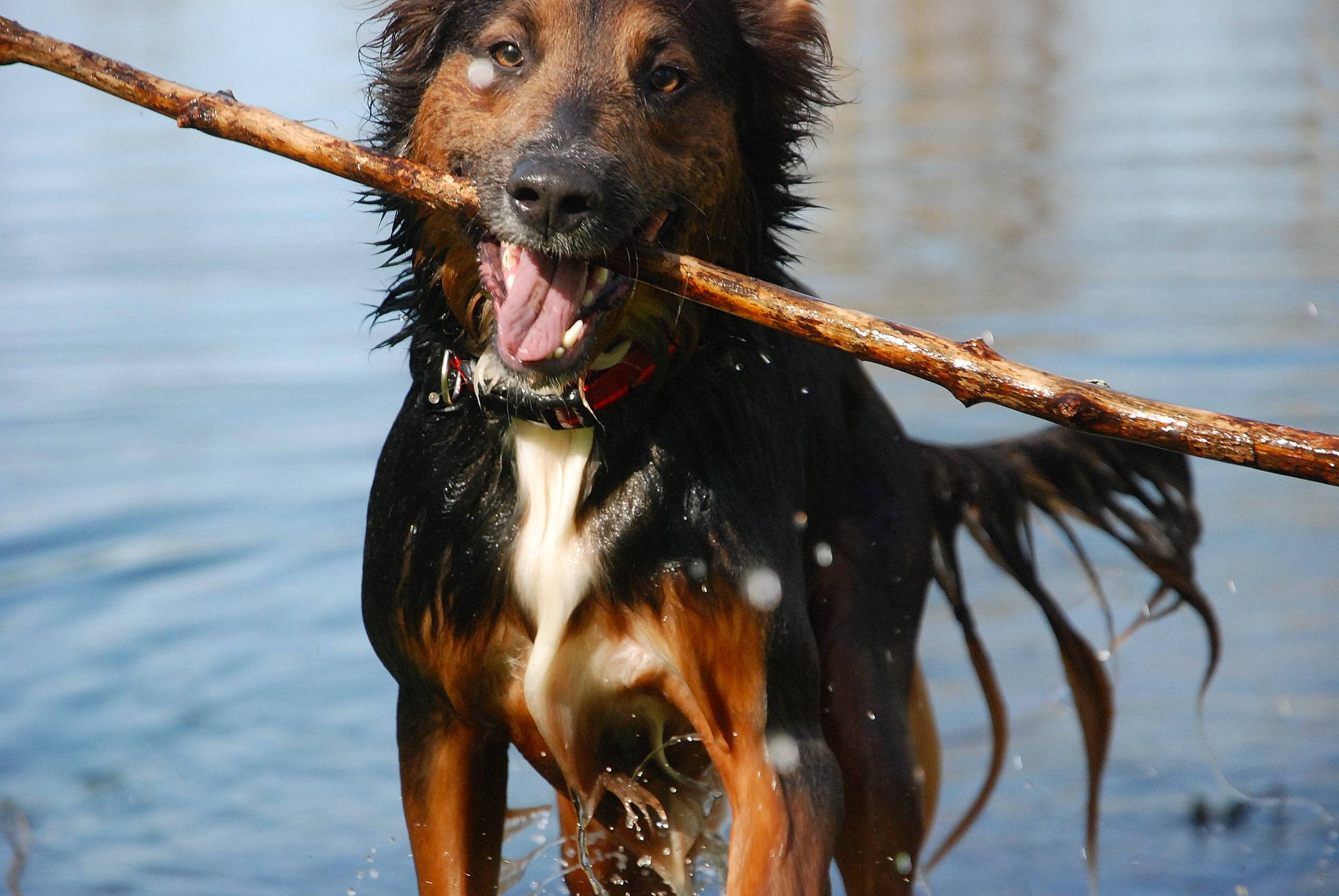 Bella participe au concours pour gagner de l'argent avec cette photo : biting, canidae, carnivore, collar, companion_dog, dog, dog_breed, dog_collar, fawn, fur, guard_dog, happy, leash, liver, snout, sporting_group, terrier, water, working_animal, working_dog