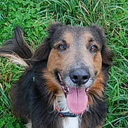 Bella a rejoint le concours — aidez-le/la à gagner de superbes lots ! dog, tongue_out, grass, outdoor, happy, pet, canine, fur, collar, animal, nature, smiling, closeup, ears, tail, brown, black, white, friendly, cute