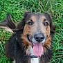 dog, tongue_out, grass, outdoor, happy, pet, canine, fur, collar, animal, nature, smiling, closeup, ears, tail, brown, black, white, friendly, cute
