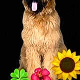 Praline