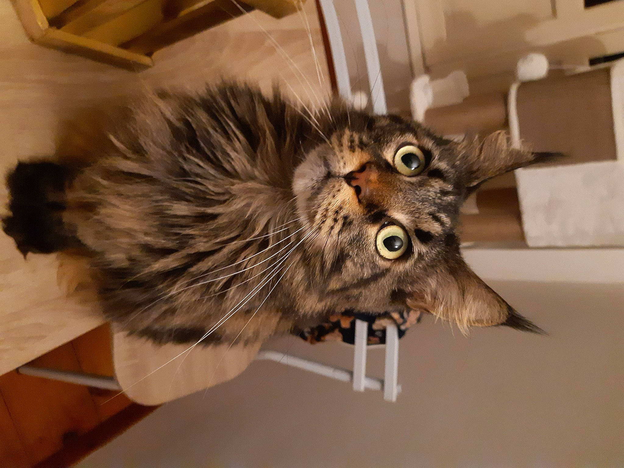 Mani participe au concours pour gagner de l'argent avec cette photo : beige, carnivore, cat, claw, curious, domestic_long_haired_cat, felidae, fur, iris, maine_coon, pet_supply, small_to_medium_sized_cats, snout, vertebrate, whiskers