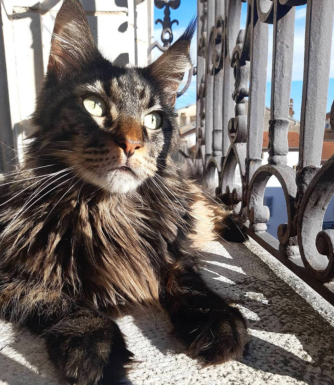 Mani participe au concours pour gagner de l'argent avec cette photo : carnivore, cat, domestic_long_haired_cat, felidae, fur, iron, maine_coon, natural_material, small_to_medium_sized_cats, snout, vertebrate, whiskers