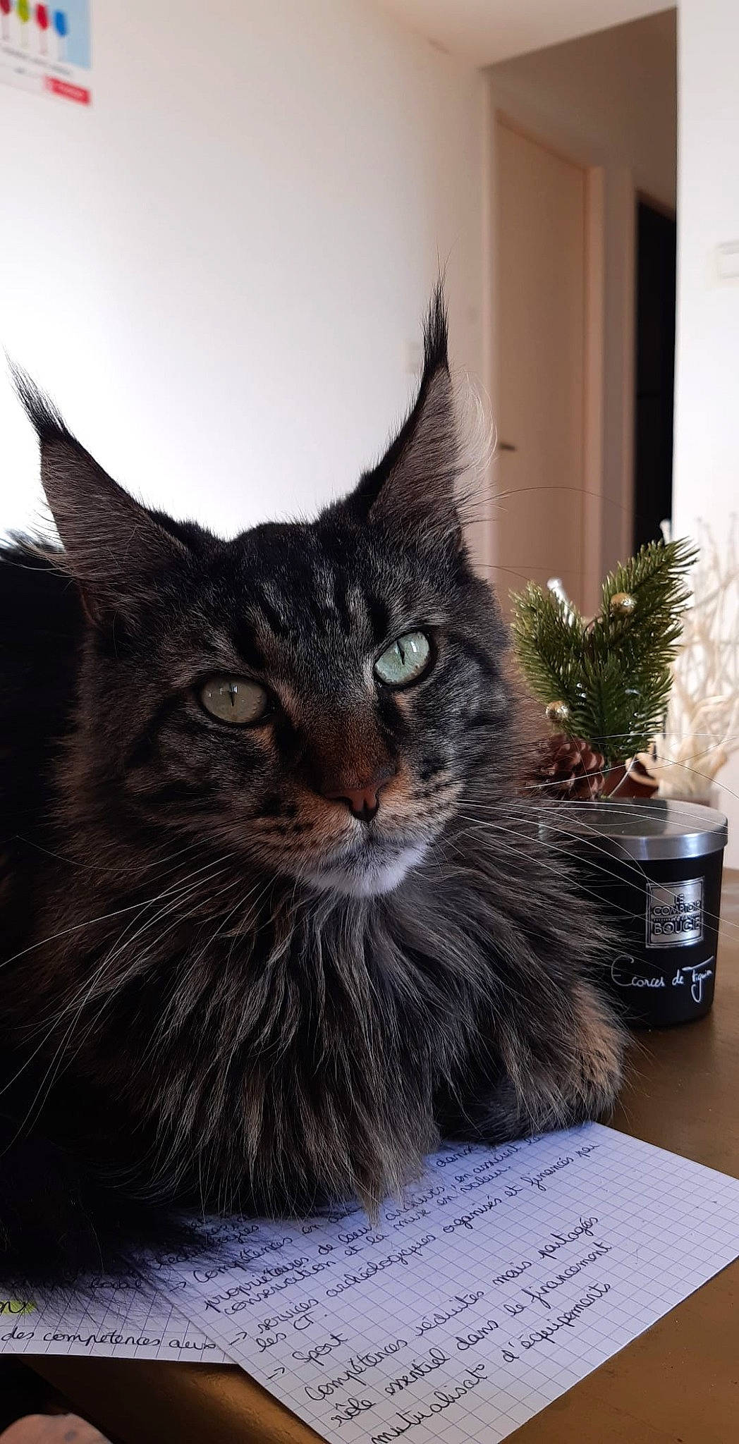 Mani a rejoint le concours — aidez-le/la à gagner de superbes lots ! carnivore, cat, curious, document, domestic_short_haired_cat, felidae, fur, handwriting, office_supplies, paper, pen, small_to_medium_sized_cats, snout, stationery, vertebrate, whiskers, writing