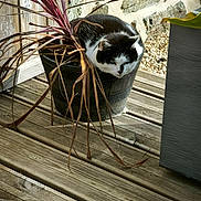 Mimine participe au concours pour gagner de l'argent avec cette photo : animal, black_and_white_cat, cat, container, cozy, cute, domestic_cat, dried_plant, feline, leaf, nature, outdoor, pet, plant_pot, relaxing, resting, shadows, stone_wall, sunlight, wooden_deck