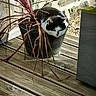 animal, black_and_white_cat, cat, container, cozy, cute, domestic_cat, dried_plant, feline, leaf, nature, outdoor, pet, plant_pot, relaxing, resting, shadows, stone_wall, sunlight, wooden_deck