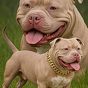 Isi participe au concours pour gagner de l'argent avec cette photo : dog, tan, pitbull, smiling, tongue_out, gold_chain, grass, outdoor, pet, animal, portrait, happy, cute, friendly, mammal, canine, standing, wrinkles, ears, nose