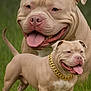 dog, tan, pitbull, smiling, tongue_out, gold_chain, grass, outdoor, pet, animal, portrait, happy, cute, friendly, mammal, canine, standing, wrinkles, ears, nose