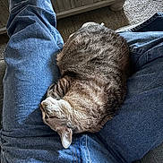 Lola joined the competition — help win amazing prizes! cat, lap, jeans, denim, indoor, carpet, furniture, wood, resting, pet, cozy, comfortable, curled_up, relaxing, casual, brown_cat, striped_fur, home, person, legs