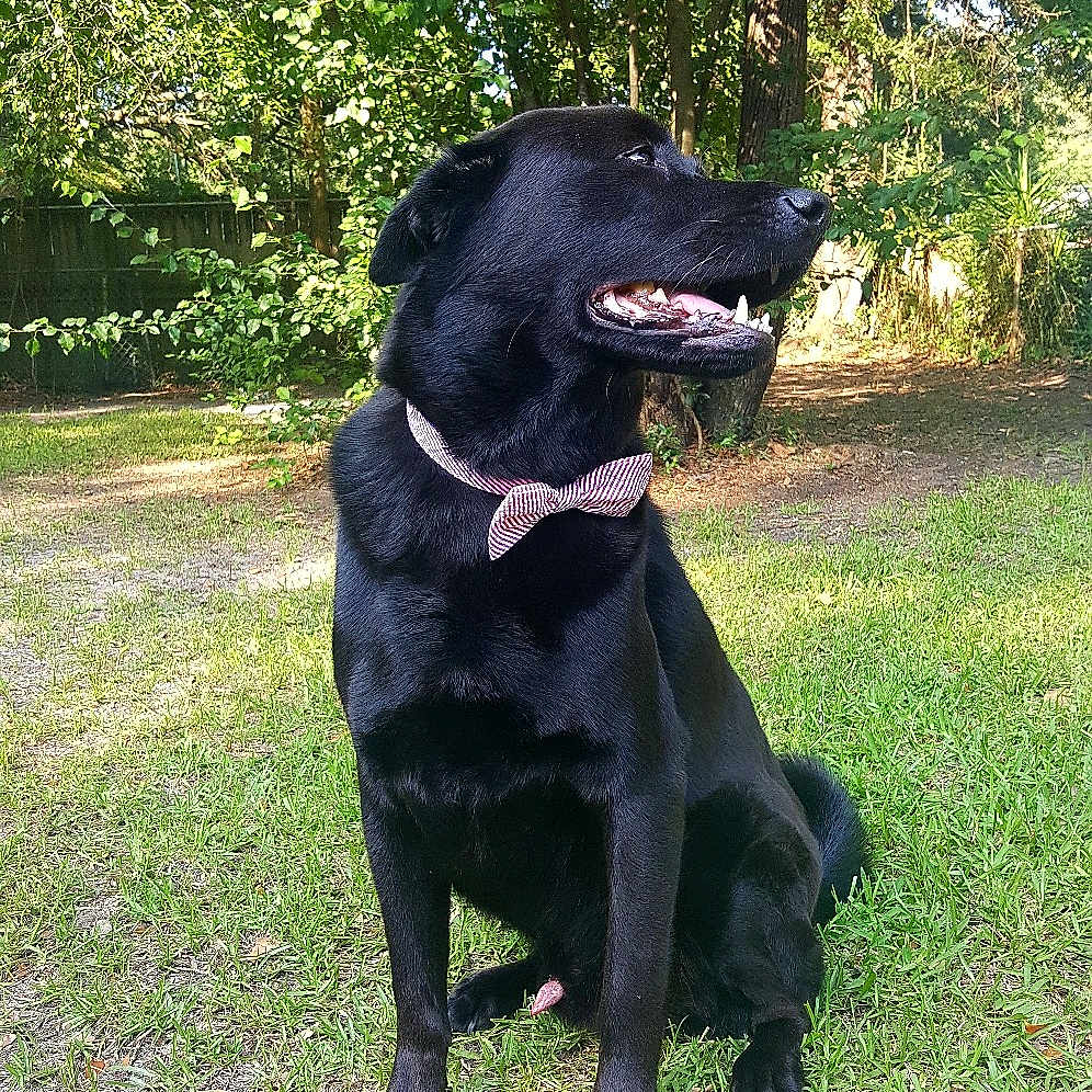 Poseidon joined the competition — help win amazing prizes! borador, canidae, canis_panther, carnivore, dog, dog_breed, flat_coated_retriever, guard_dog, hunting_dog, labrador_retriever, mammal, patterdale_terrier, retriever, snout, sporting_group, vertebrate