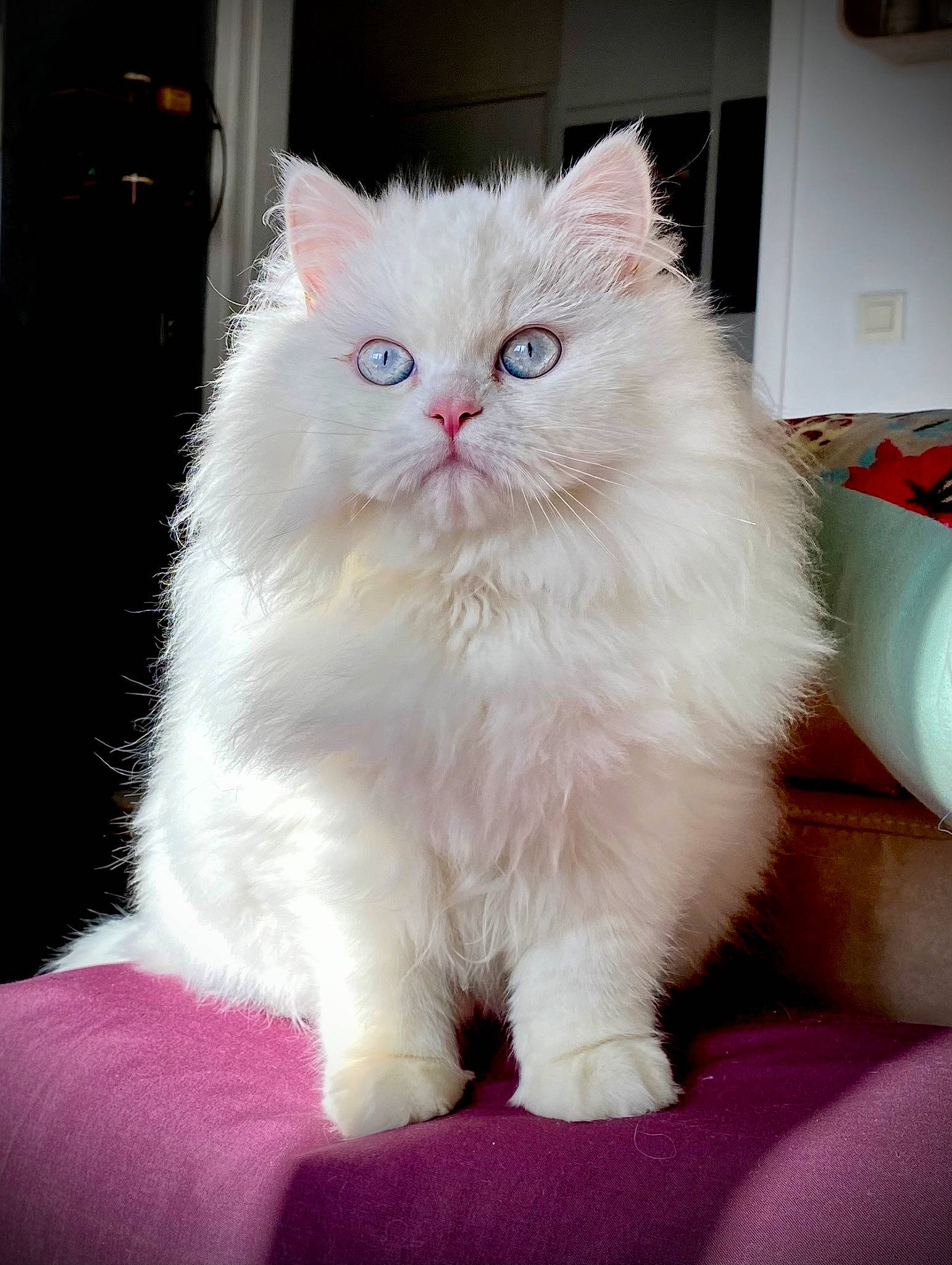 George a rejoint le concours — aidez-le/la à gagner de superbes lots ! british_longhair, carnivore, cat, comfort, felidae, fur, persian, small_to_medium_sized_cats, snout, whiskers