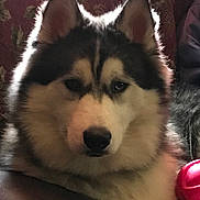 Timber joined the competition — help win amazing prizes! husky, dog, pet, indoor, fur, black_and_white, animal, canine, toy, relaxed, portrait, close_up, face, ears, nose, sitting, companion, cozy, background, furry