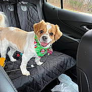 Susie is registered to the contest to win money with this photo: dog, small_dog, car_interior, seat_cover, bandana, green_bandana, pet_accessory, happy_dog, tongue_out, quilted_cover, backseat, window, trees, vehicle, dog_tag, leash, pet, canine, car_door, seat_belt