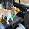 dog, small_dog, car_interior, seat_cover, bandana, green_bandana, pet_accessory, happy_dog, tongue_out, quilted_cover, backseat, window, trees, vehicle, dog_tag, leash, pet, canine, car_door, seat_belt
