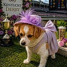 Susie is registered to the contest to win money with this photo: dog, puppy, costume, hat, purple, dress, kentucky_derby, trophy, grass, flowers, outdoor, event, stadium, pet, animal, portrait, cute, celebration, accessory, fashion