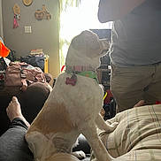 Susie joined the competition — help win amazing prizes! backpack, casual_clothing, collar, couch, curtains, decor, dog, feet, fur, furniture, indoor, legs, light, person, pillow, plaid, shadow, tag, wall, window