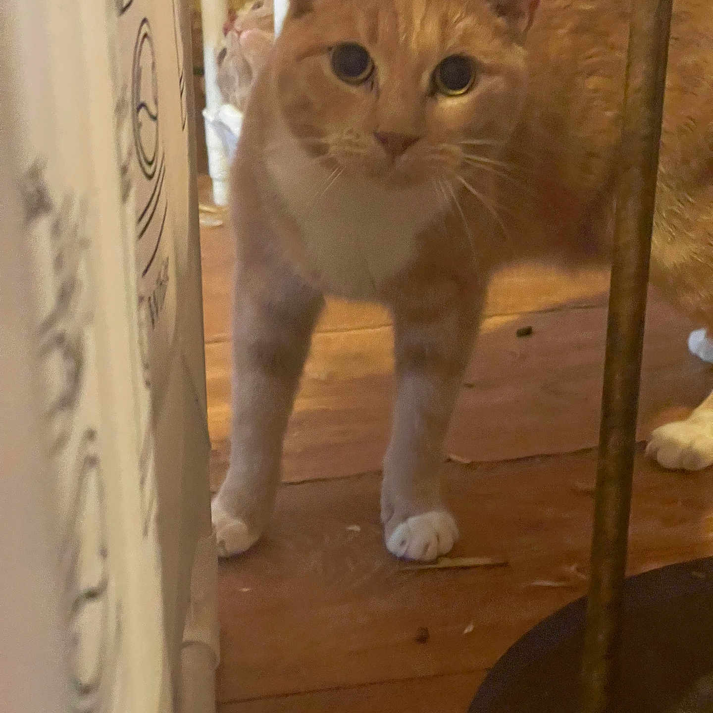 Jasper is registered to the contest to win money with this photo: animal, cat, closeup, corner, curious, cute, domestic_cat, ears, feline, floor, household, indoor, looking, mammal, orange_cat, pet, standing, whiskers, white_paws, wooden_floor