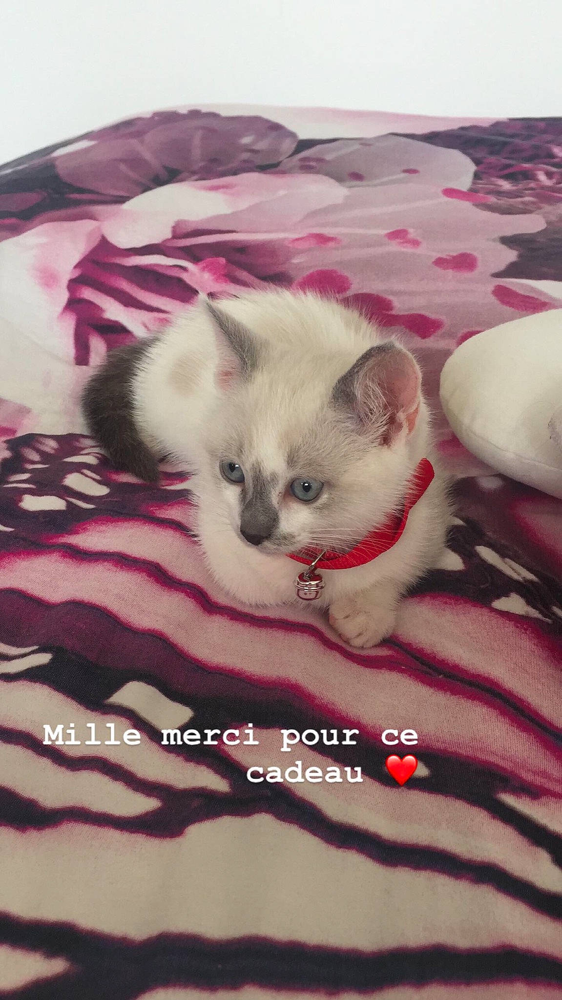 Perle a rejoint le concours — aidez-le/la à gagner de superbes lots ! carnivore, cat, felidae, kitten, linens, small_to_medium_sized_cats, snout, vertebrate, whiskers