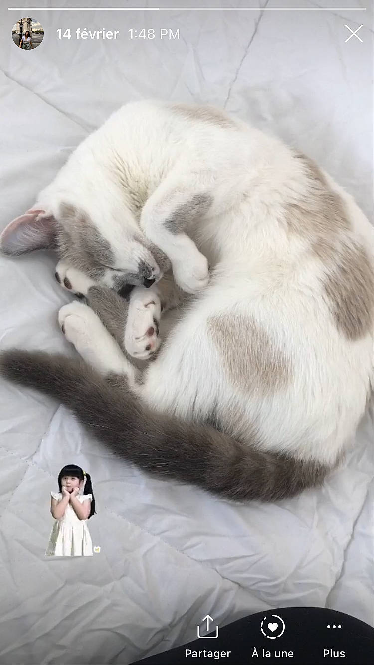 Perle participe au concours pour gagner de l'argent avec cette photo : carnivore, cat, comfort, doll, domestic_short_haired_cat, facial_expression, felidae, fur, love, nap, paw, pet_supply, sleep, small_to_medium_sized_cats, snout, terrestrial_animal, toy, vertebrate, whiskers