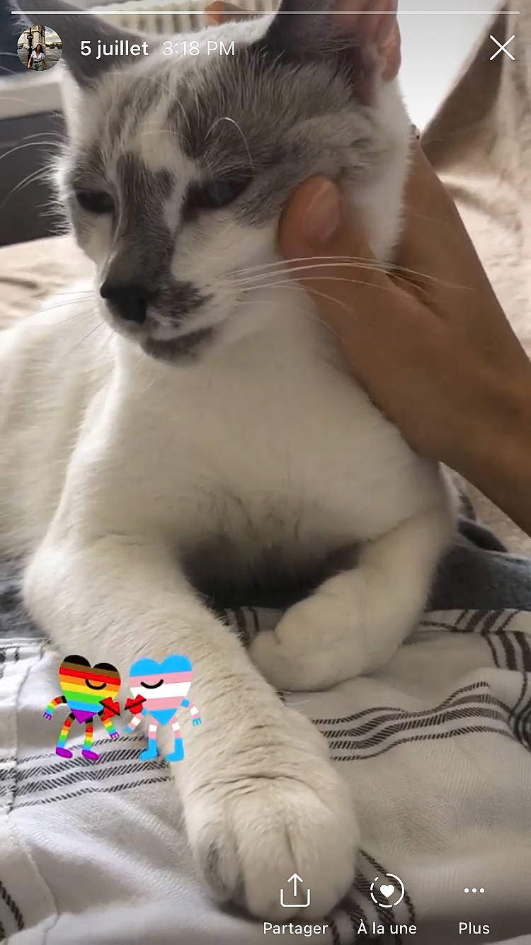 Perle a rejoint le concours — aidez-le/la à gagner de superbes lots ! baby_toys, carnivore, cat, domestic_short_haired_cat, felidae, fur, input_device, nail, paw, plush, skin, small_to_medium_sized_cats, snout, stuffed_toy, terrestrial_animal, toy, vertebrate, whiskers