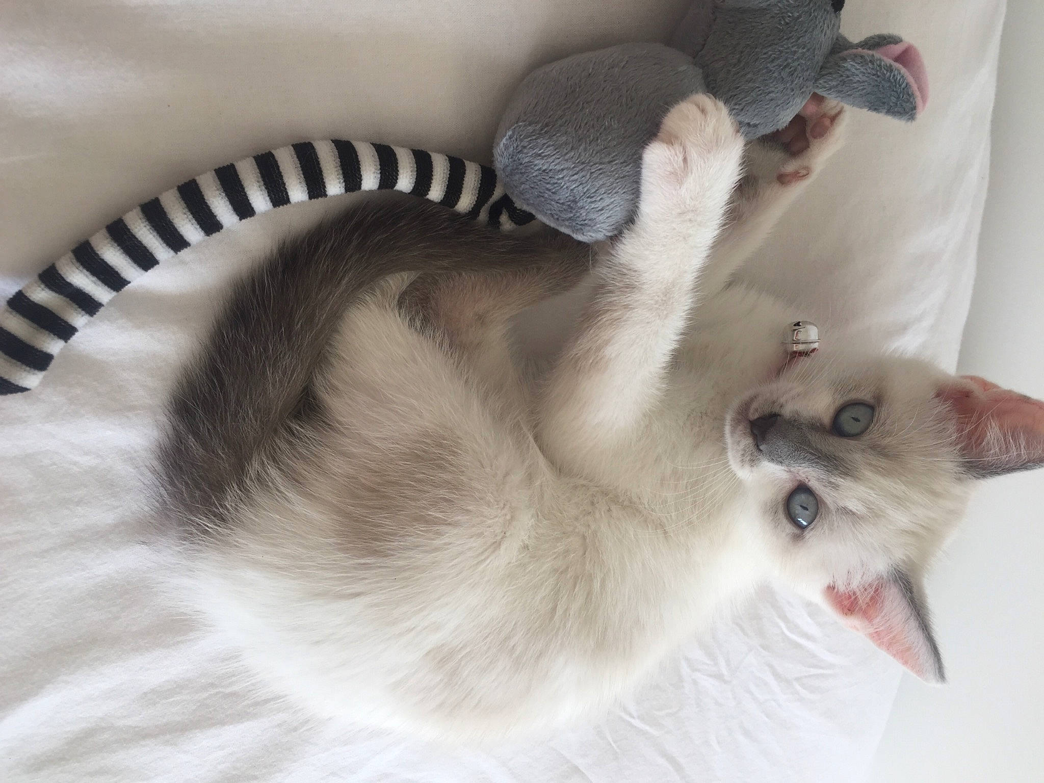 Perle participe au concours pour gagner de l'argent avec cette photo : carnivore, cat, comfort, fawn, felidae, fur, iris, linens, siamese, small_to_medium_sized_cats, snout, terrestrial_animal, thai, tonkinese, vertebrate, water_bird, whiskers