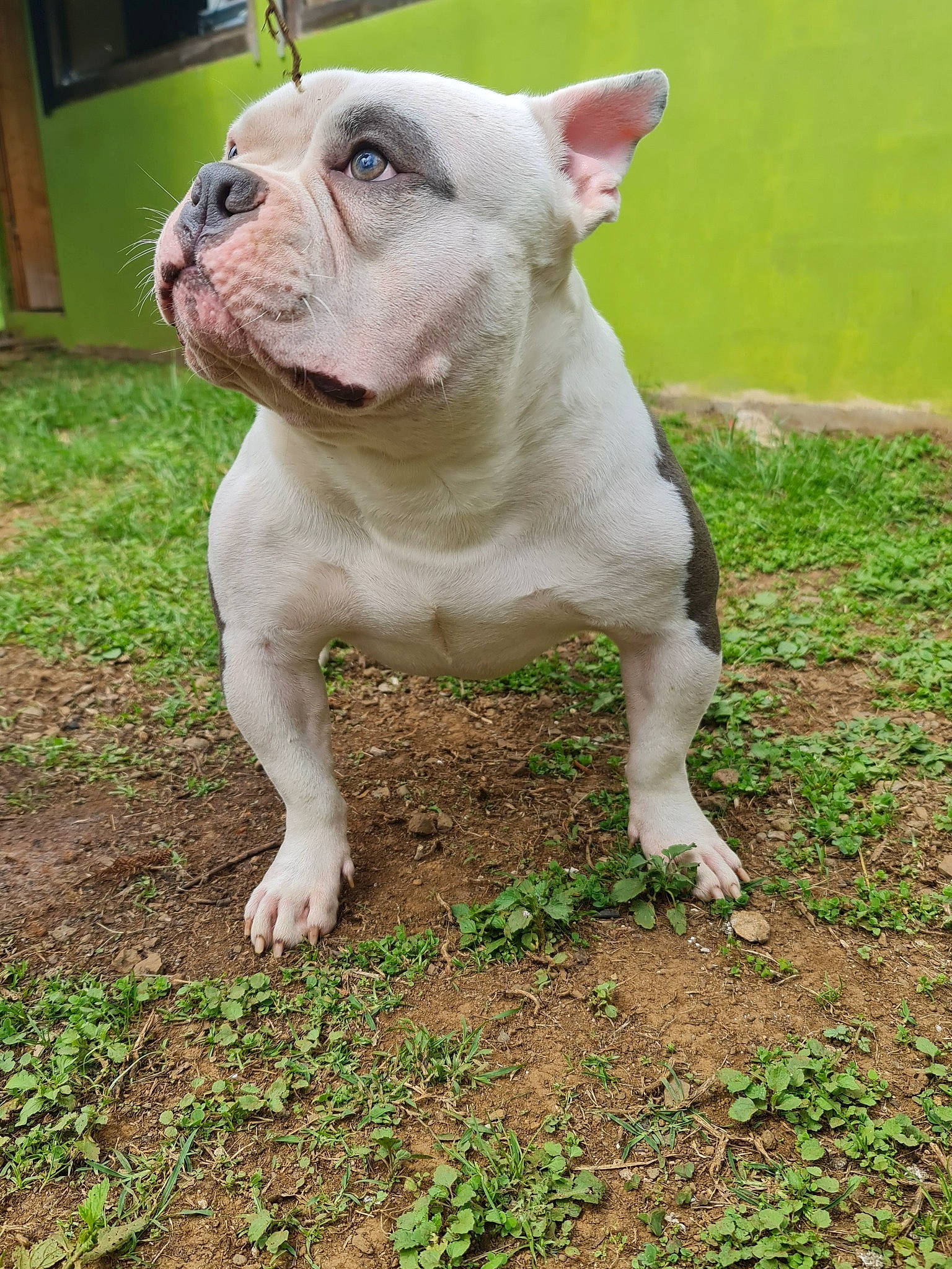 Koba a rejoint le concours — aidez-le/la à gagner de superbes lots ! bulldog, canidae, carnivore, collar, companion_dog, dog, dog_breed, ear, fawn, grass, molosser, plant, snout, sporting_group, tail, terrestrial_animal, toy_dog, whiskers, working_animal, wrinkle