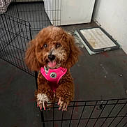 Bambi is registered to the contest to win money with this photo: dog, poodle, puppy, harness, pink_harness, painted_nails, playpen, metal_gate, indoor, concrete_floor, pee_pad, tongue_out, curly_fur, brown_fur, pet, small_dog, cute, standing, closeup, cheeky