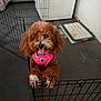 dog, poodle, puppy, harness, pink_harness, painted_nails, playpen, metal_gate, indoor, concrete_floor, pee_pad, tongue_out, curly_fur, brown_fur, pet, small_dog, cute, standing, closeup, cheeky