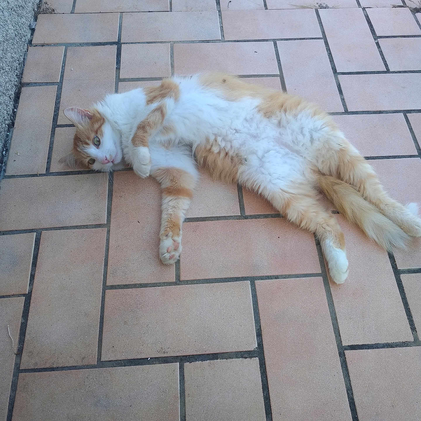 Garfield participe au concours pour gagner de l'argent avec cette photo : abyssinian, accessories, angora, animal, brick, cat, cobblestone, flagstone, hardwood, kitten, manx, path, pet, road, sidewalk, slate, strap, tile, walkway, wood