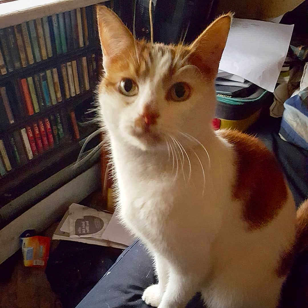 Jimmy The Guard Cat