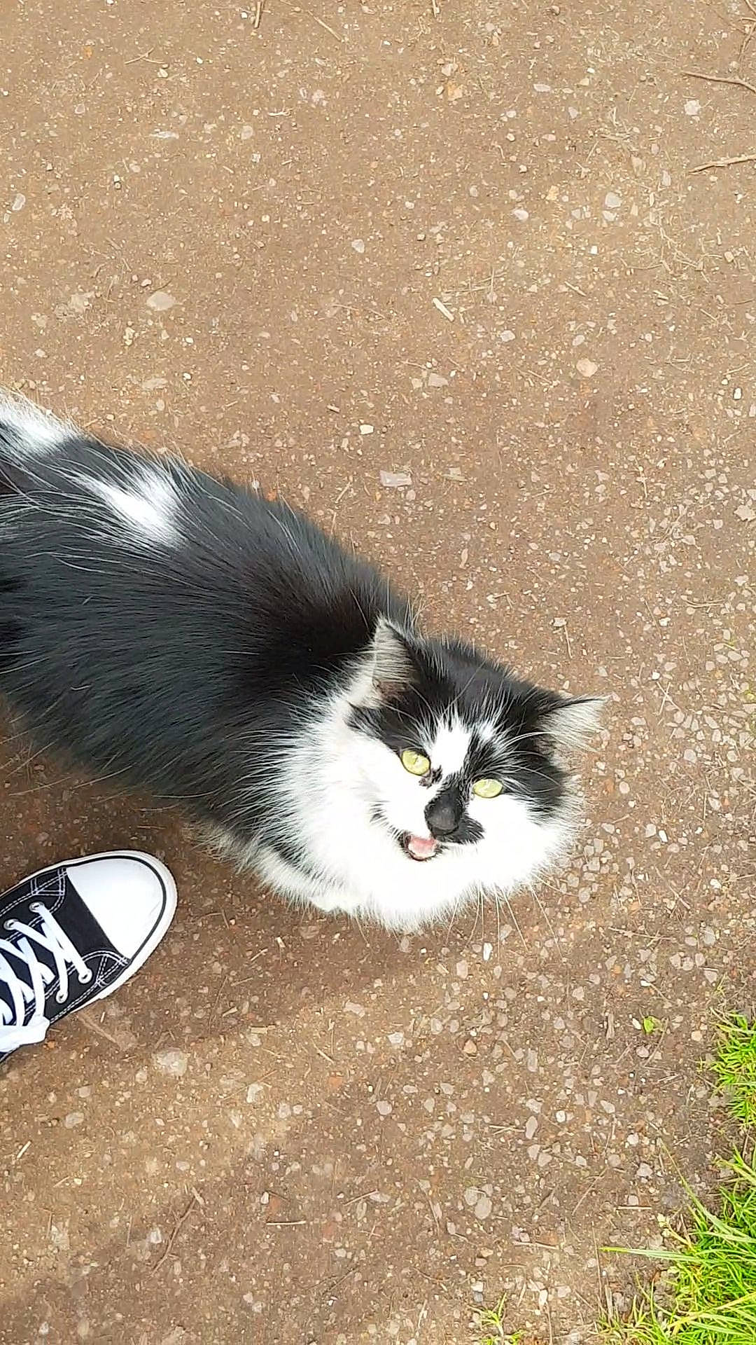 Shovel Face joined the competition — help win amazing prizes! carnivore, cat, domestic_long_haired_cat, domestic_short_haired_cat, felidae, kitten, norwegian_forest_cat, sand, small_to_medium_sized_cats, tail, whiskers