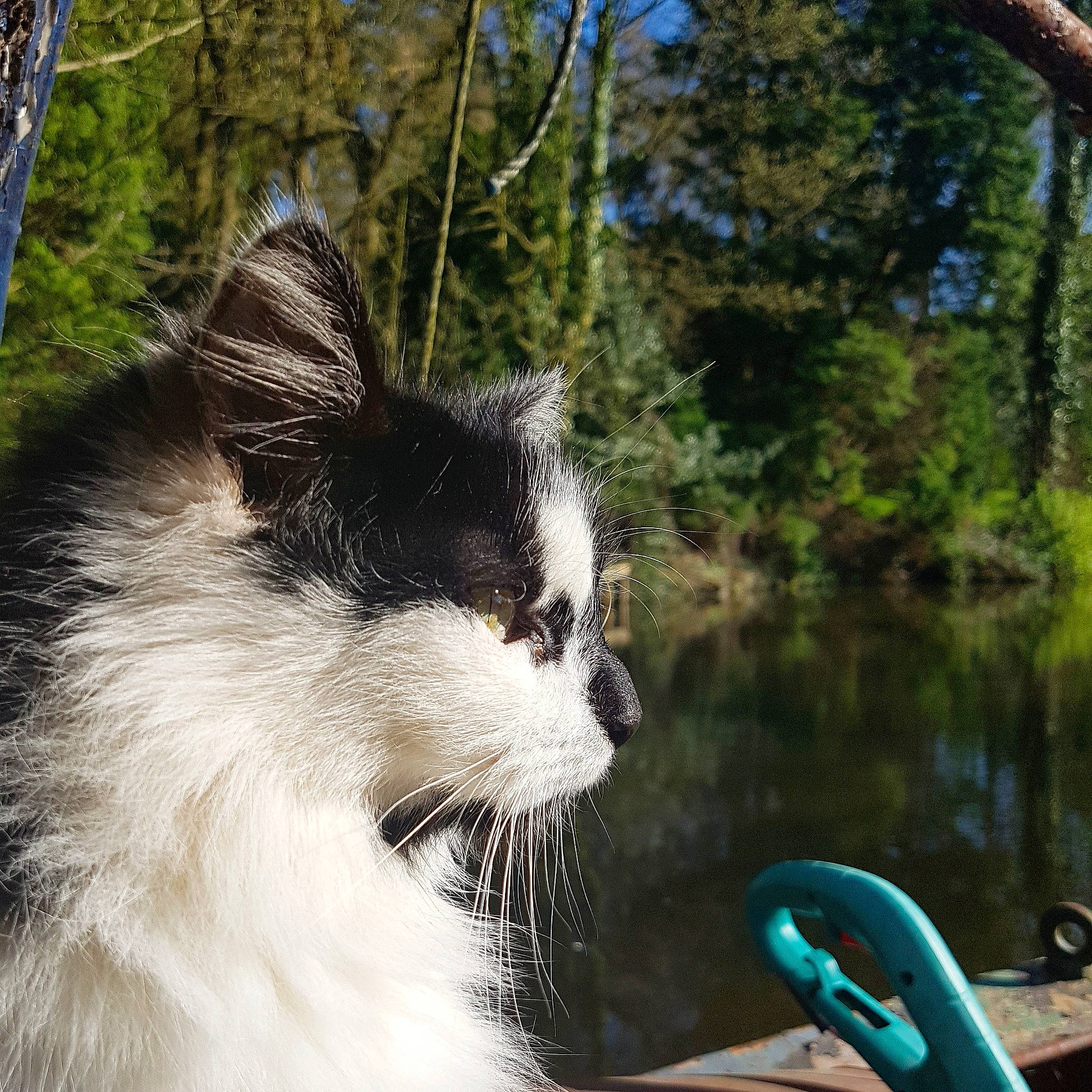 Shovel Face joined the competition — help win amazing prizes! canidae, carnivore, cat, companion_dog, dog, dog_breed, felidae, papillon, phalene, plant, small_to_medium_sized_cats, snout, sporting_group, tail, toy_dog, tree, whiskers