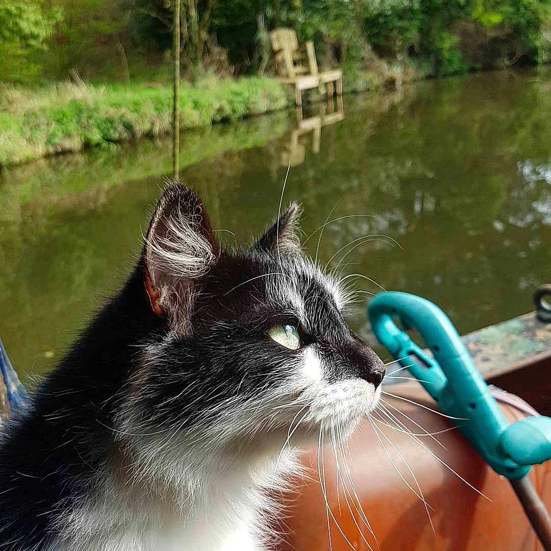 Splodge joined the competition — help win amazing prizes! aegean_cat, carnivore, cat, domestic_short_haired_cat, felidae, river, small_to_medium_sized_cats, snout, tail, water, watercourse, whiskers