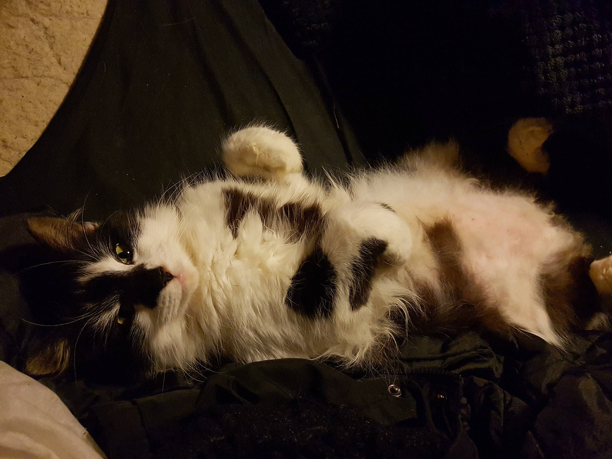 Splodge is registered to the contest to win money with this photo: carnivore, cat, felidae, fur, paw, small_to_medium_sized_cats, tail, whiskers