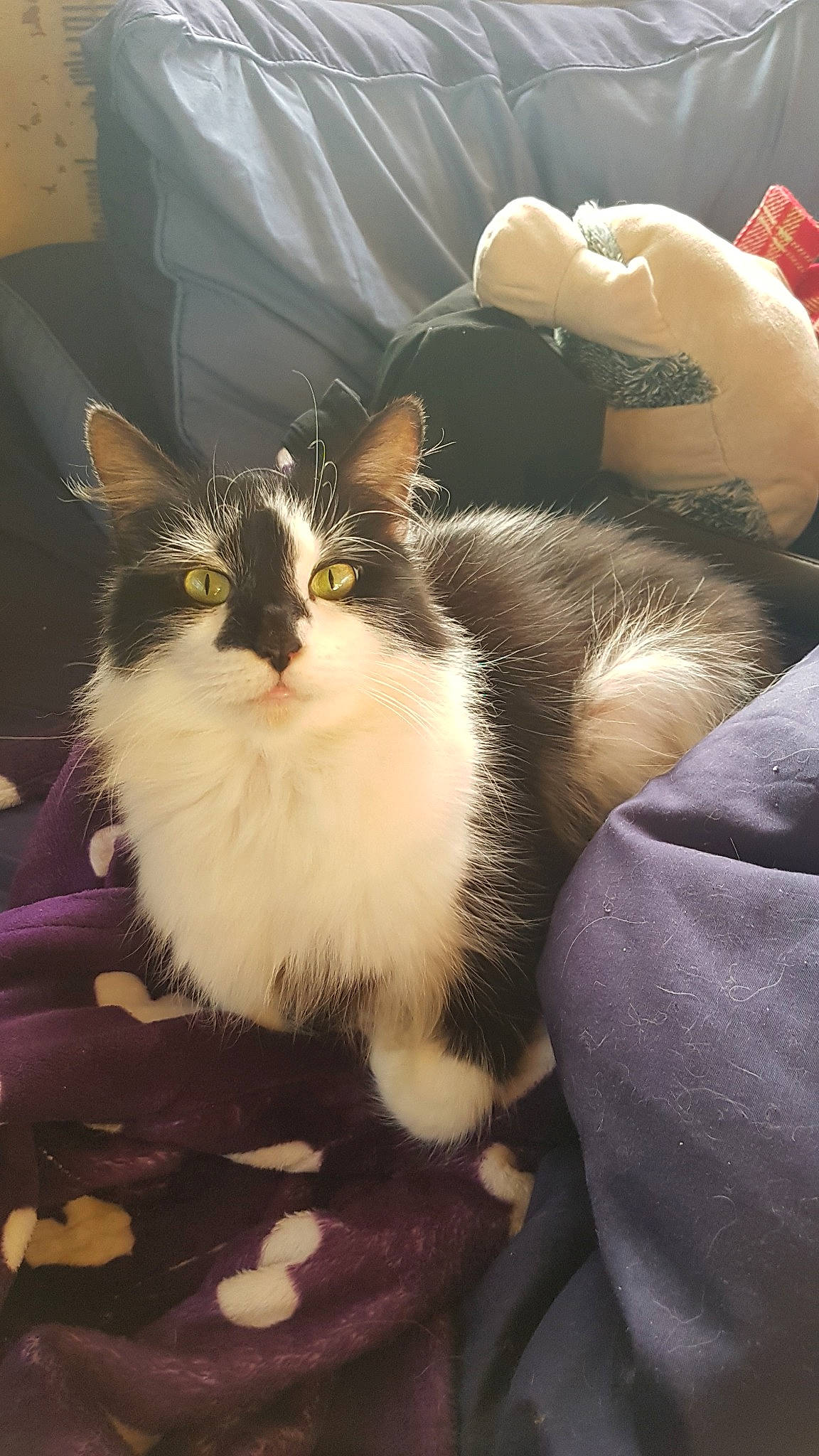 Splodge is registered to the contest to win money with this photo: carnivore, cat, domestic_long_haired_cat, domestic_short_haired_cat, felidae, fur, kitten, small_to_medium_sized_cats, whiskers