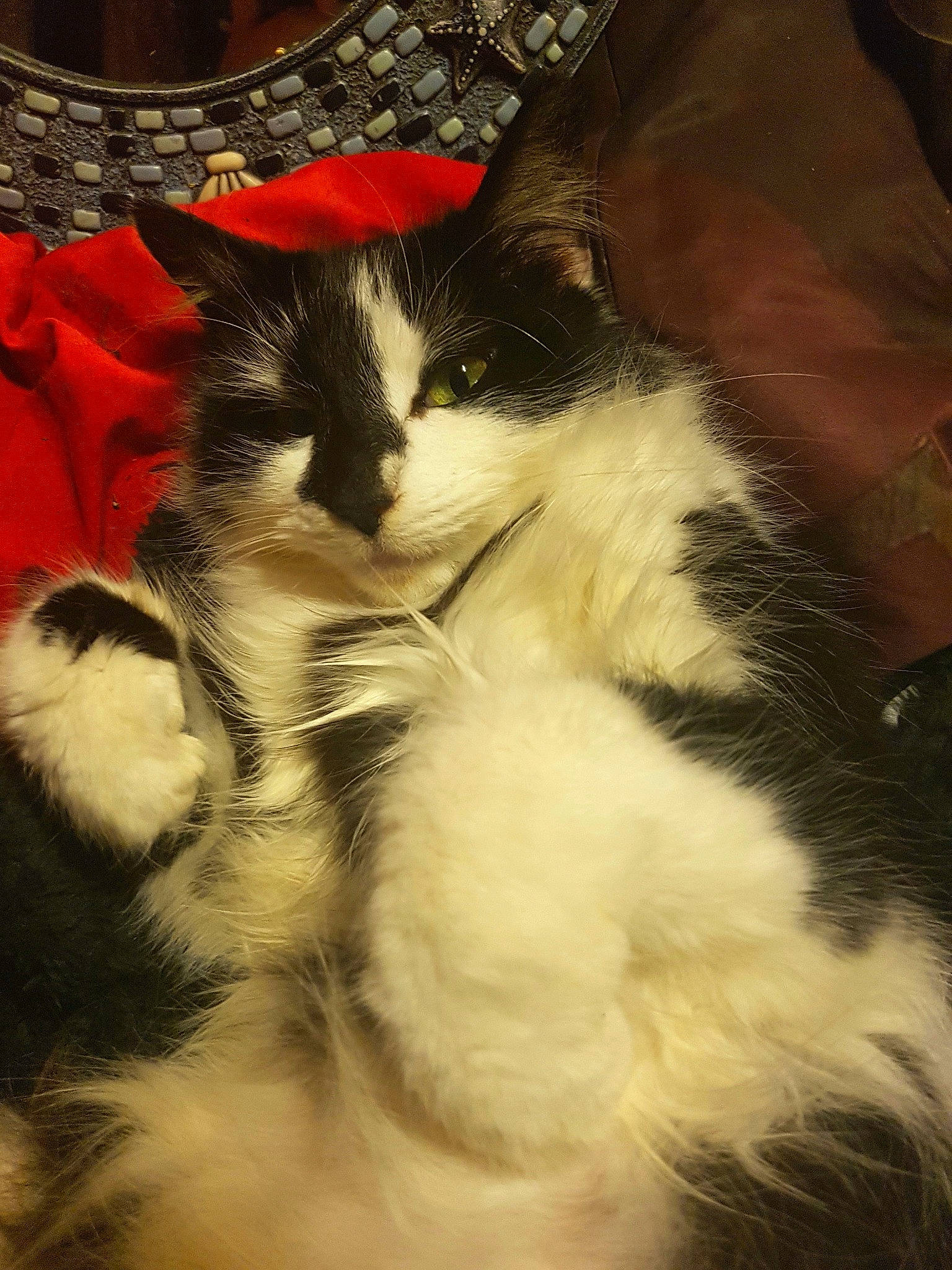 Splodge joined the competition — help win amazing prizes! carnivore, cat, domestic_long_haired_cat, felidae, fur, kitten, norwegian_forest_cat, small_to_medium_sized_cats, whiskers