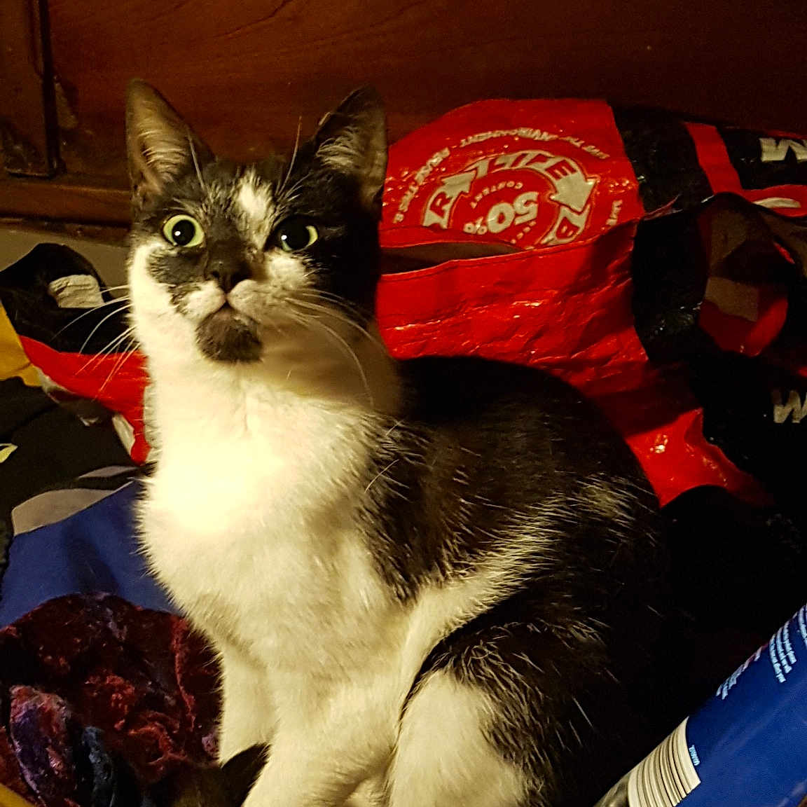 Tilly The Tiny Terror