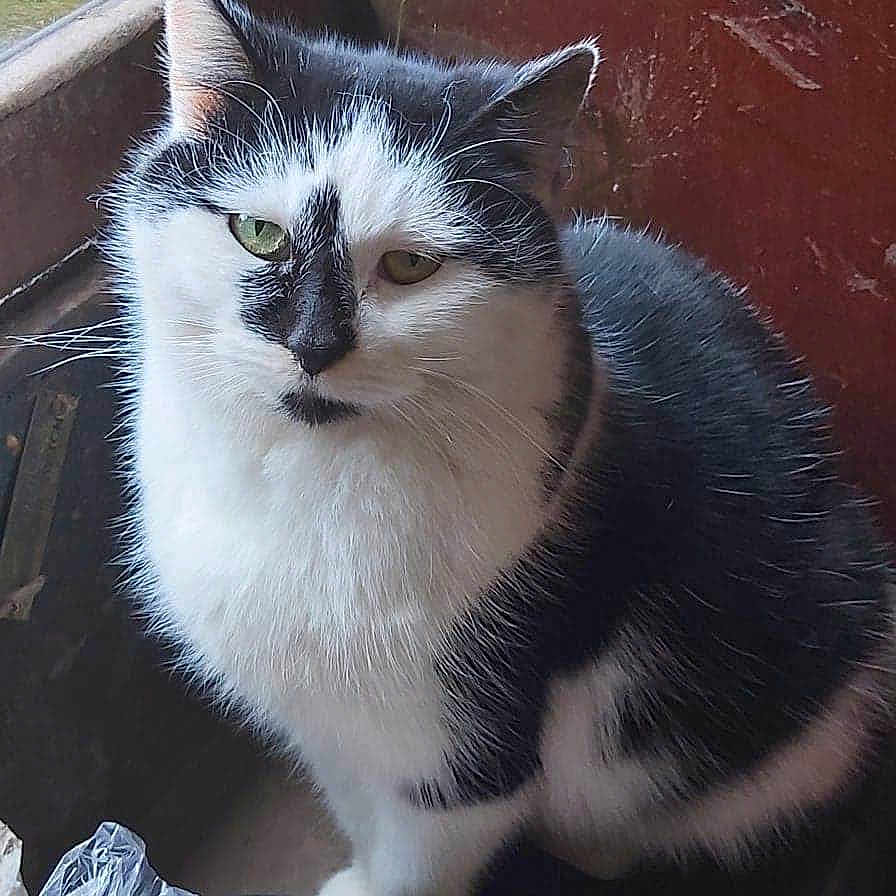 Momma Mia