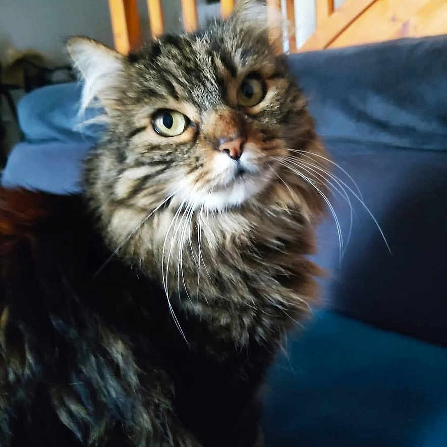 Minouche a rejoint le concours — aidez-le/la à gagner de superbes lots ! animal, brown, cat, closeup, couch, curious, domestic, feline, fluffy, fur, home, indoor, looking, pet, portrait, sitting, soft, stairs, tabby, whiskers