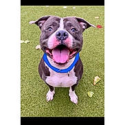 Noodle is registered to the contest to win money with this photo: animal, blue_collar, canine, cute, daylight, dog, ears, face, friendly, fur, grass, happy, mammal, nature, outdoor, pet, playful, sitting, smiling, tongue_out