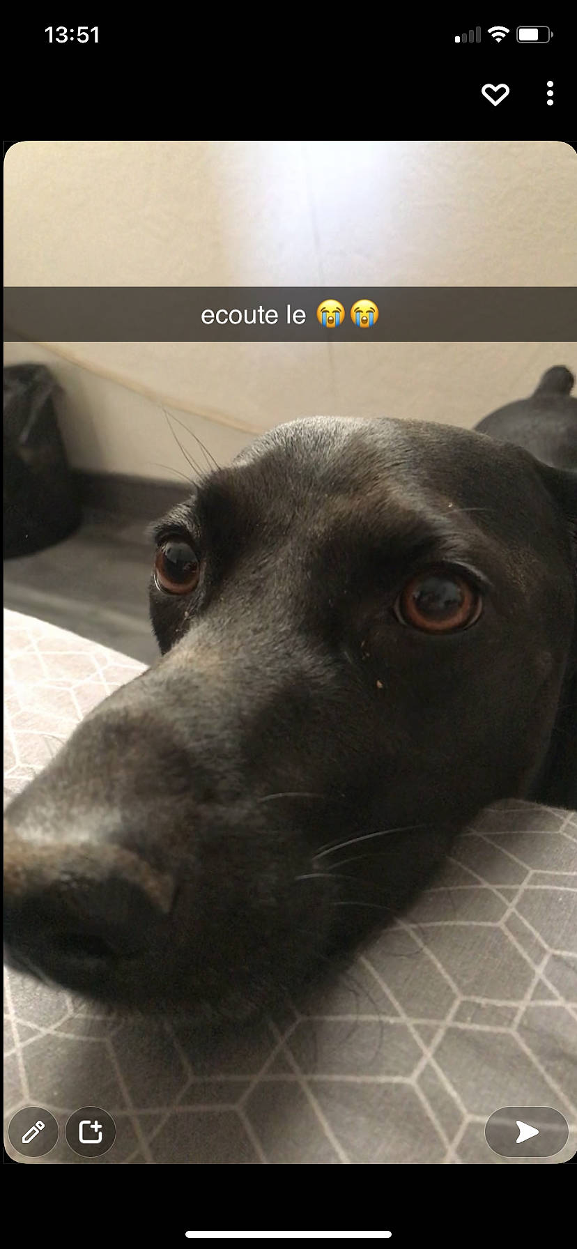 Flash a rejoint le concours — aidez-le/la à gagner de superbes lots ! beauty, borador, carnivore, companion_dog, dog, dog_breed, ear, fawn, flooring, font, fur, liver, metal, pet_supply, rectangle, snout, sporting_group, terrestrial_animal, whiskers, working_animal