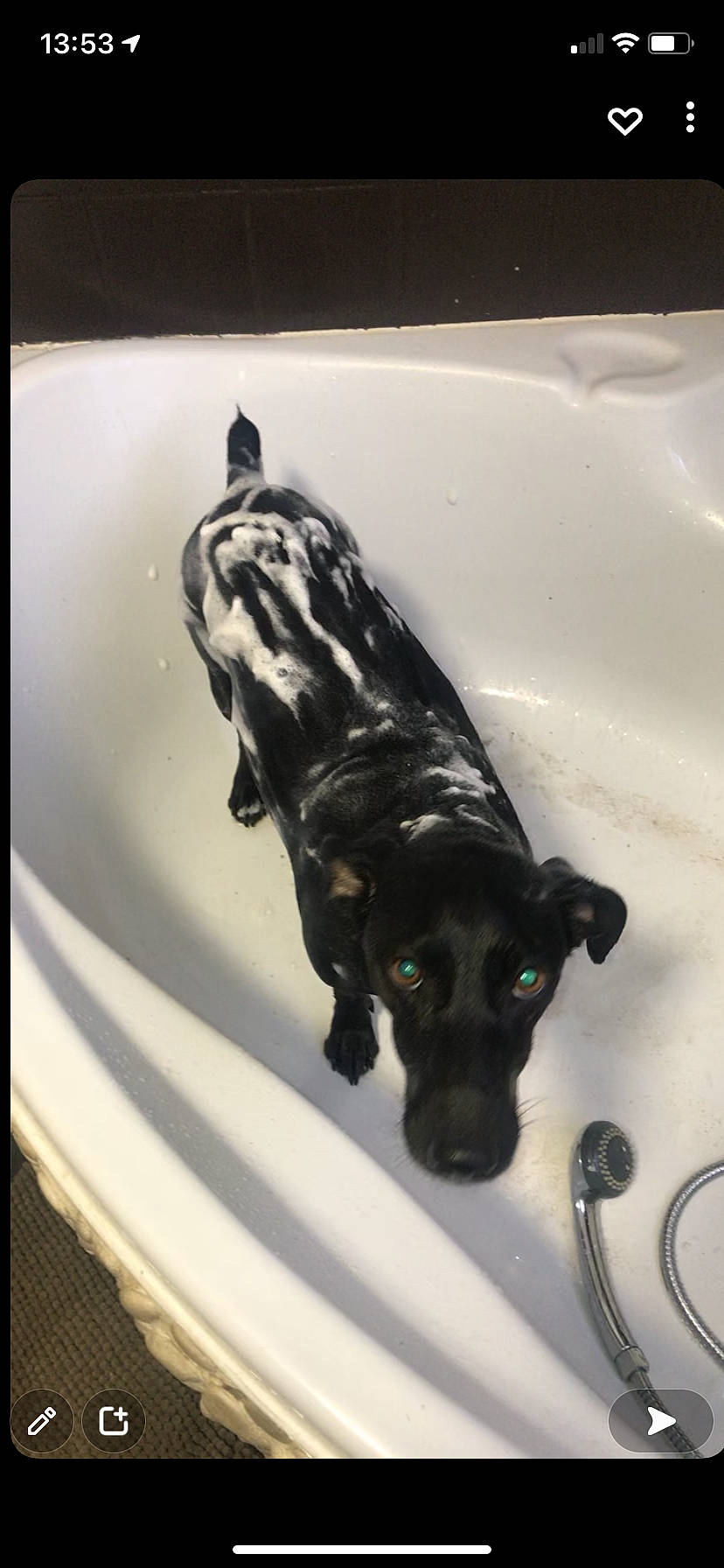 Flash participe au concours pour gagner de l'argent avec cette photo : art, bathroom, bathtub, canidae, carnivore, companion_dog, dog, dog_breed, fur, guard_dog, jaw, pet_supply, rectangle, sculpture, snout, sporting_group, terrestrial_animal, whiskers, working_animal, working_dog