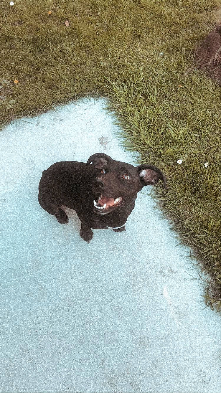 Flash a rejoint le concours — aidez-le/la à gagner de superbes lots ! asphalt, bear, canidae, carnivore, dog_breed, fawn, fur, grass, liver, livestock, paw, road, road_surface, snout, soil, sporting_group, tail, tar, terrestrial_animal, working_animal