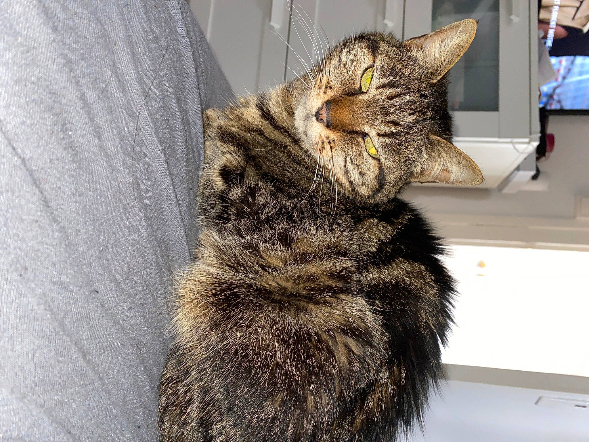 Gros Chat participe au concours pour gagner de l'argent avec cette photo : carnivore, cat, claw, domestic_short_haired_cat, ear, felidae, fur, grey, paw, small_to_medium_sized_cats, snout, tail, terrestrial_animal, whiskers