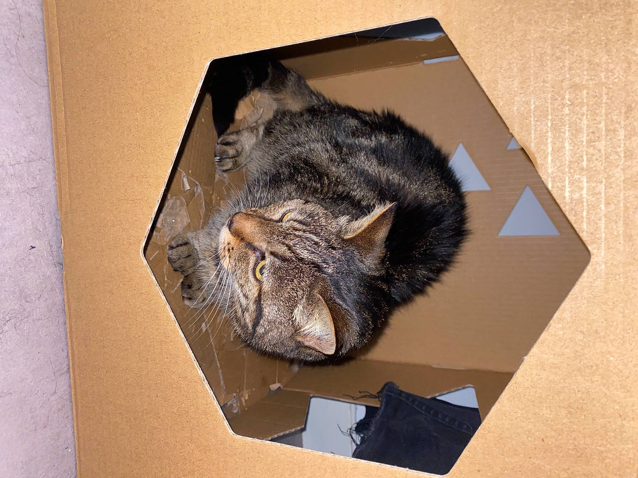 Gros Chat a rejoint le concours — aidez-le/la à gagner de superbes lots ! art, carnivore, cat, circle, felidae, fur, paper, paper_product, plant, rectangle, rock, room, small_to_medium_sized_cats, snout, terrestrial_animal, tree, visual_arts, whiskers, wildlife, wood