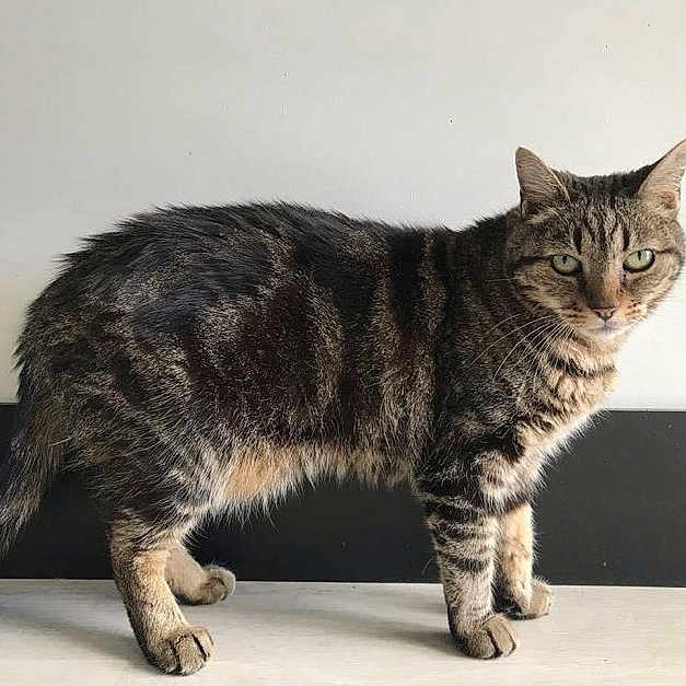 Gros Chat